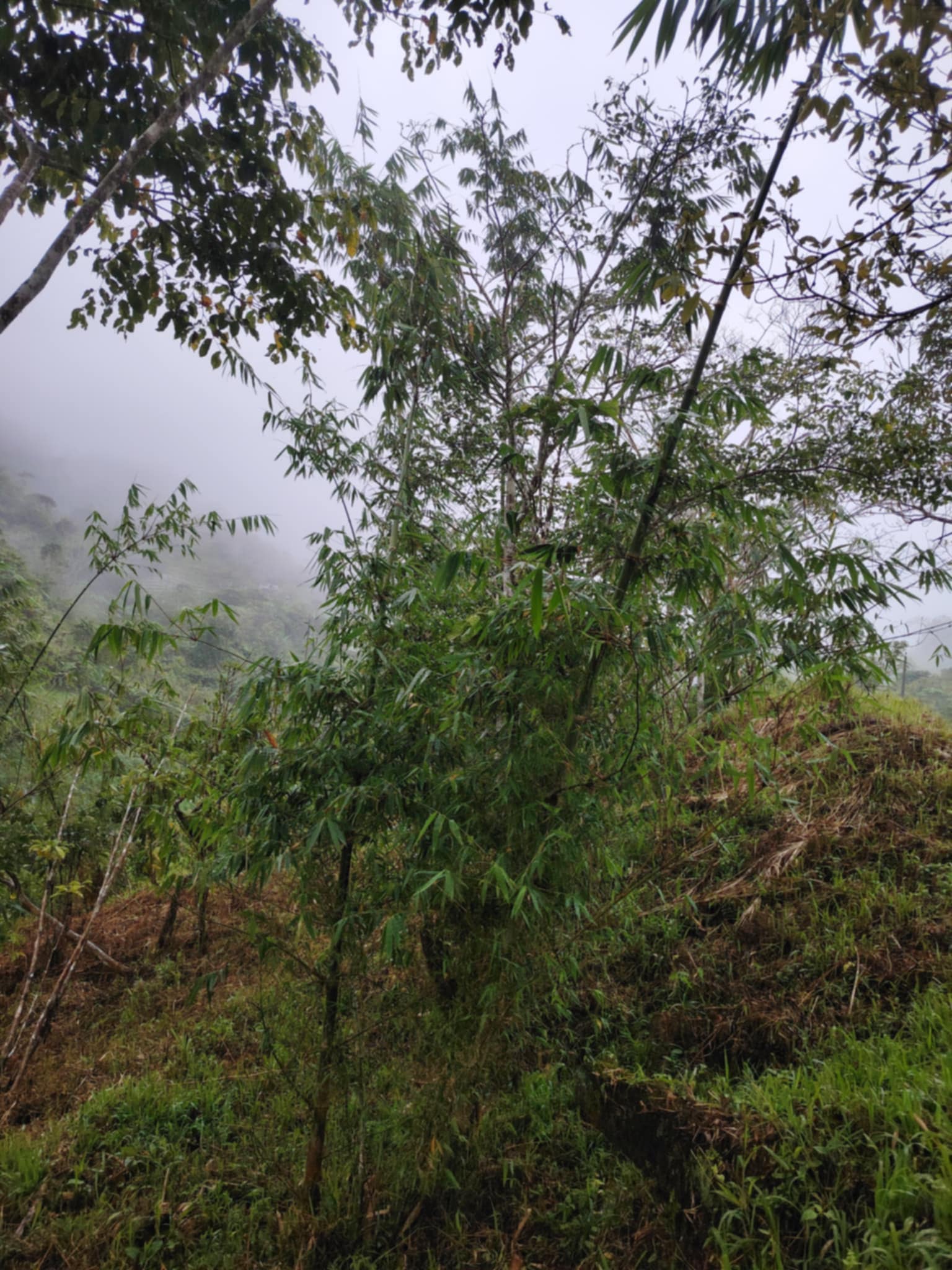 Bamboo Plantation 2025 Photo 3